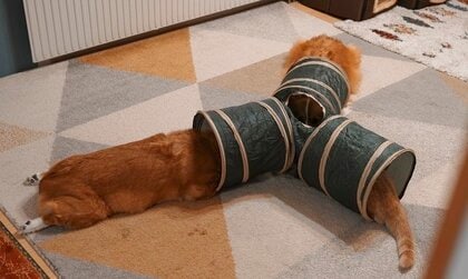 「新しい儀式でも始めたのか？」キャットトンネルに頭だけ入れて同時にフリーズする犬と猫が可愛い…何をしていたのか聞いた