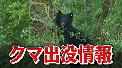 【クマ出没情報】金沢市河原市町地内でクマ目撃か