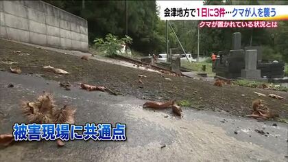 福島で一日に3件の熊による人的被害　出没背景には「木の実の凶作」　満足しないと冬眠しない可能性も