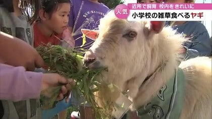 毎日、小学校に“登校”　雑草を食べるヤギの「がんちゃん」　子どもたちに大人気　卒業は雑草がなくなった時…？