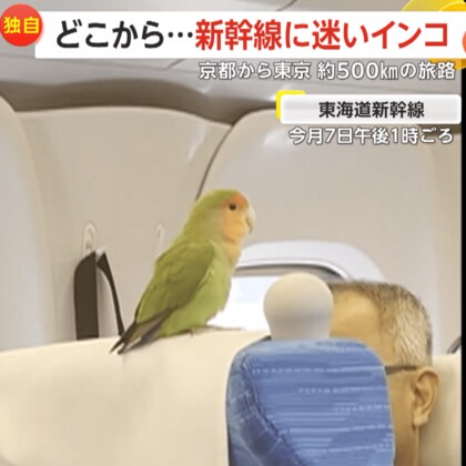 【独自】どこから？新幹線の中に“迷いインコ”…京都から東京 約500kmの“旅路”も捕獲され警察へ　SNSきっかけで飼い主のもとに