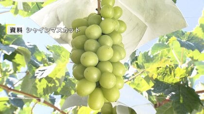 国産農産物の流出防止強化　出願公表後から輸出差し止め可能へ　「シャインマスカット」など苗木持ち出し受け