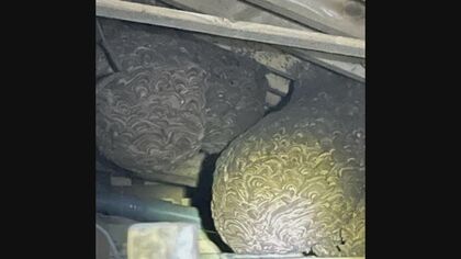 帰省した孫が“巨大化した巣”発見　攻撃的な「モンスズメバチ」が屋根裏に4つも…駆除の一部始終に密着