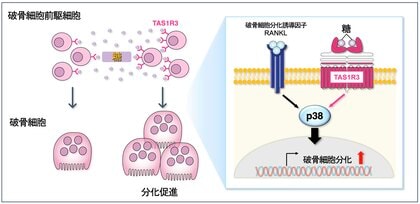 骨が味を感じるメカニズムを解明 ~ 味覚受容体が口腔外に存在する神秘に迫る ~