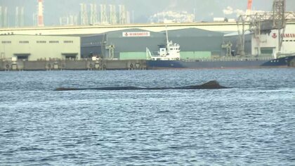 巨大クジラ“淀ちゃん”今朝も確認　大阪・淀川に弱って流された可能性も…