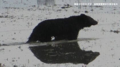クマに襲われ60歳女性重傷　女性はネコの散歩中　猟友会が田んぼで発見し殺処分　JR長浜駅から約2キロの住宅街