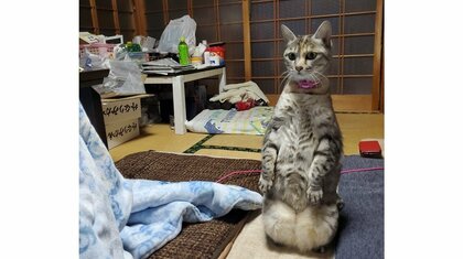 「むしろお出迎えでは？」野良猫に“正座”で警戒する猫が話題…状況とその後を飼い主に聞いた