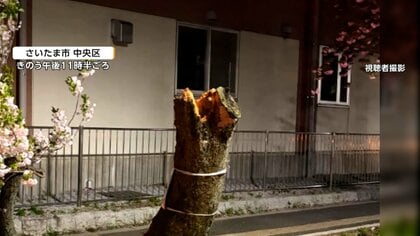 強風の影響か？また砧公園で5本目の倒木、さいたま市でも桜ポッキリ　川崎市では500トンのおもり落下3人死亡