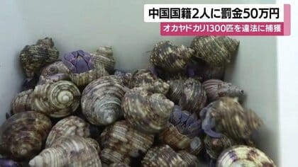 天然記念物オカヤドカリ1333匹を密漁　中国籍の男2人に罰金50万円　「組織的で悪質」と裁判官