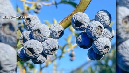 奈良のシカもぐったり…厳しい暑さの中「サウナ」「ブルーベリー」が大人気ってナゼ？暑さを逆手に取ったアイデア続々