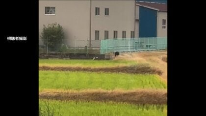 富山市内でクマが田んぼを走り回る様子がカメラに…足跡やふん、柿の木に登った痕跡も発見　市職員が注意呼びかけ
