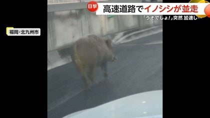 「えーうそでしょ！怖い！」高速道路にまさかのイノシシ…チョコチョコ歩きから突然全速力ダッシュで車に並走　福岡・北九州市