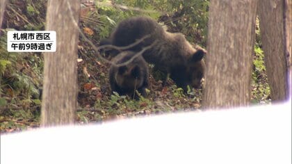 岩手・盛岡市役所近くにクマが出没　住宅街に逃げ込む　札幌では公園で子グマ２頭…別の場所でもクマ1頭の目撃情報