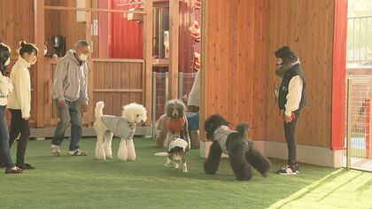 屋根付きで雨の日も遊べる“かゆい所にも手が届いたドッグラン”オープン【岐阜発】