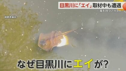 目黒川に「エイ」 エサ求めてやってきた？尻尾に“毒”「むやみに触らないで」専門家が注意喚起　