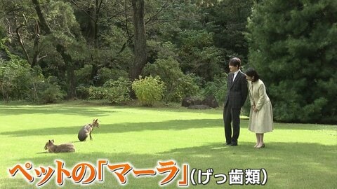 秋篠宮さまは「マーラ」常陸宮さまは愛犬「福姫」愛子さまはラオス訪問準備…皇室担当記者が注目するお誕生日近影映像