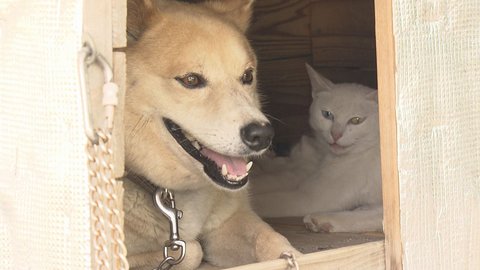 犬と猫が不思議な 同居 飼い犬テツが立ち会う中 野良猫タマは子ネコ出産も 福岡発