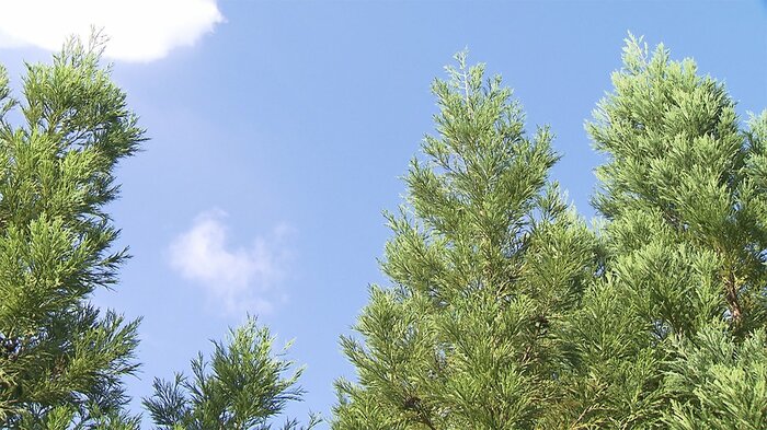 同年齢の木でも成長に大きな差が!(左から2番目は普通の木、他の3本はエリートツリー)