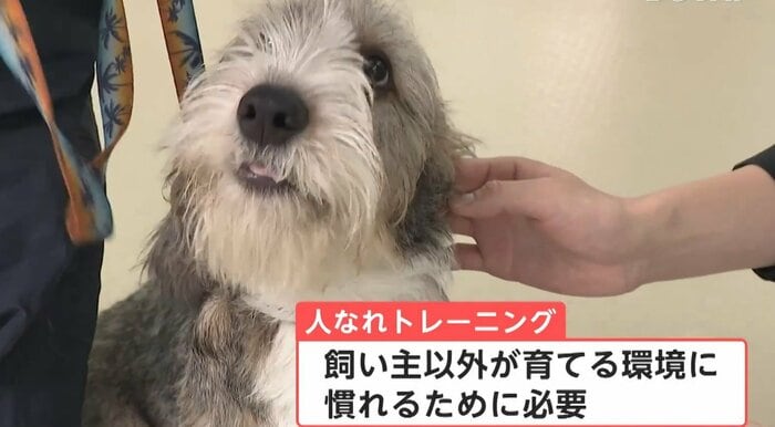 人慣れトレーニング