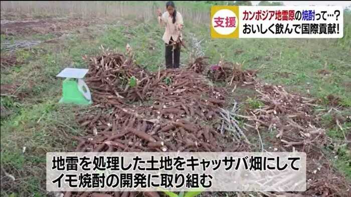 地雷を処理した土地をキャッサバ畑に