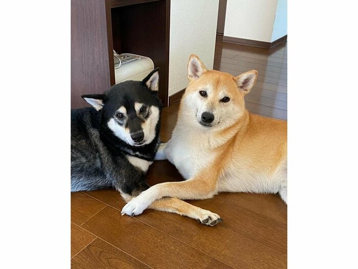 左:むさしくん 右:こじろうくん(提供:柴犬むさしとこじろうさん)