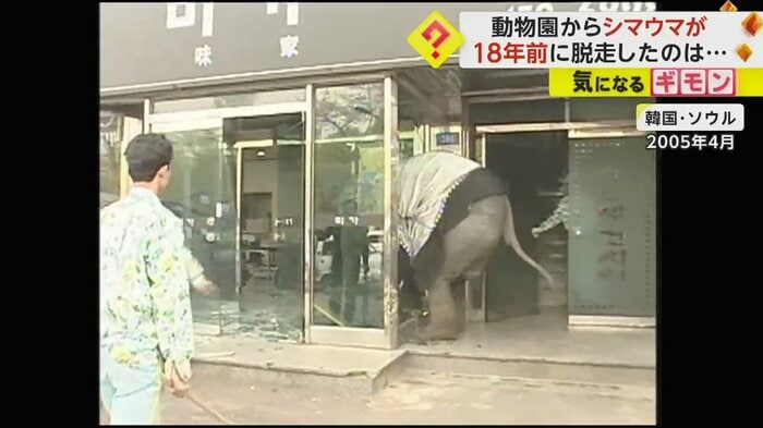 店の入り口を突き破るゾウ