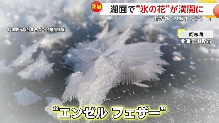 羽根のような形から「エンゼルフェザー」と呼ばれる霜(映像提供:阿寒観光協会まちづくり推進機構)
