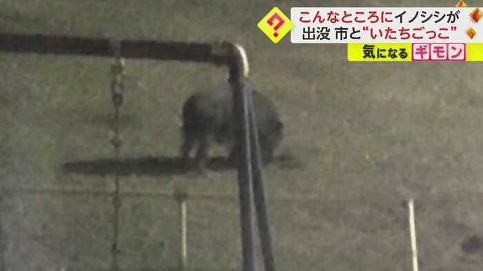 また穴を掘るイノシシ