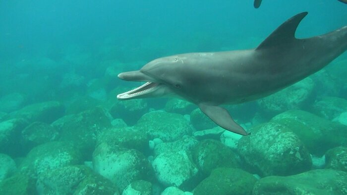 あくびをする野生の「ミナミハンドウイルカ」(提供:森阪教授)