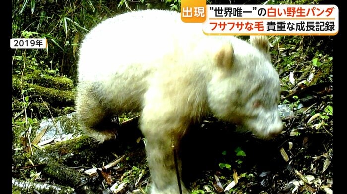 2019年に確認された白いパンダ