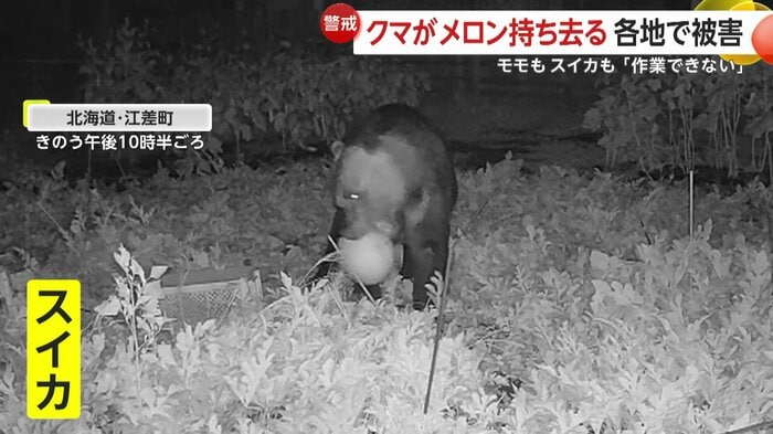 スイカをくわえたクマ(17日、北海道・江差町)