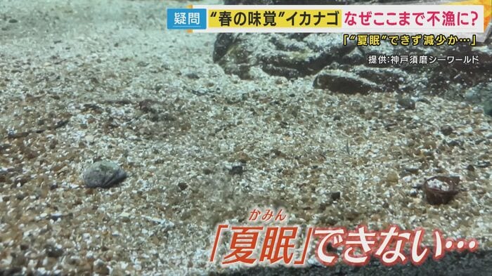 「夏眠」できずに消えるイカナゴ