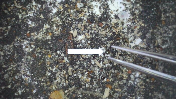 太平洋の海底から貝殻などに混じったIM1の破片を回収する様子