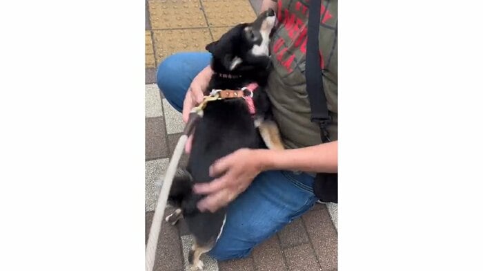 ちびパパさんが大好き