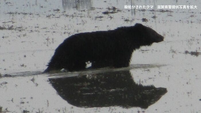 殺処分されたクマ