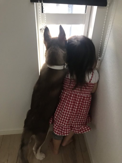 シベリアンハスキーのせなちゃん4カ月の頃