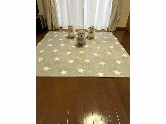 (画像:飼い主さん提供)