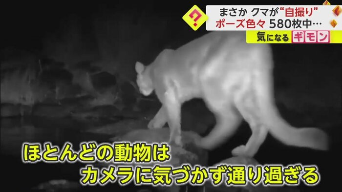 カメラに気づかず通り過ぎるほかの野生動物ら