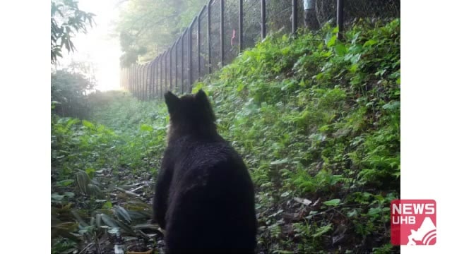 「約4か月ぶり」オープンへ…親子グマ出没で閉園