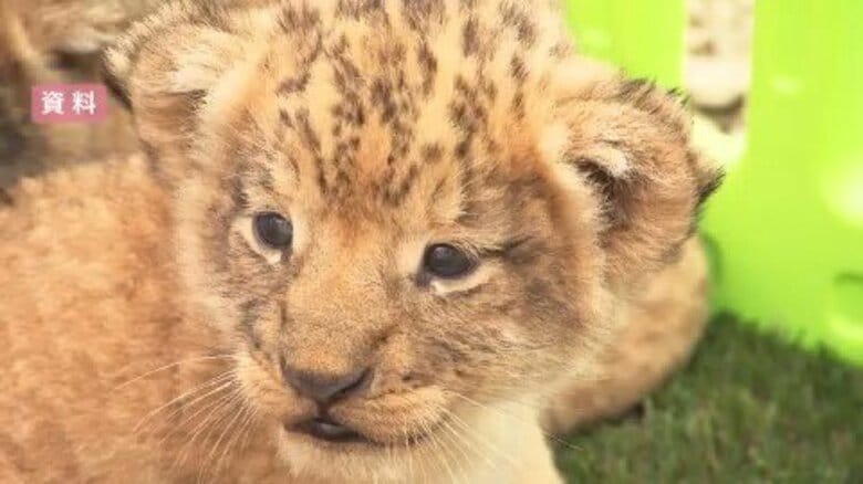 「減らすべき時になぜ」閉園した動物園ノースサファリでライオンが双子出産…256匹の移転先すら決まらぬ中で誕生した”新たな命”札幌市関係者も疑問視する管理体制…引き取り手探しが難航するなか新たな動き浮上｜FNNプライムオンライン