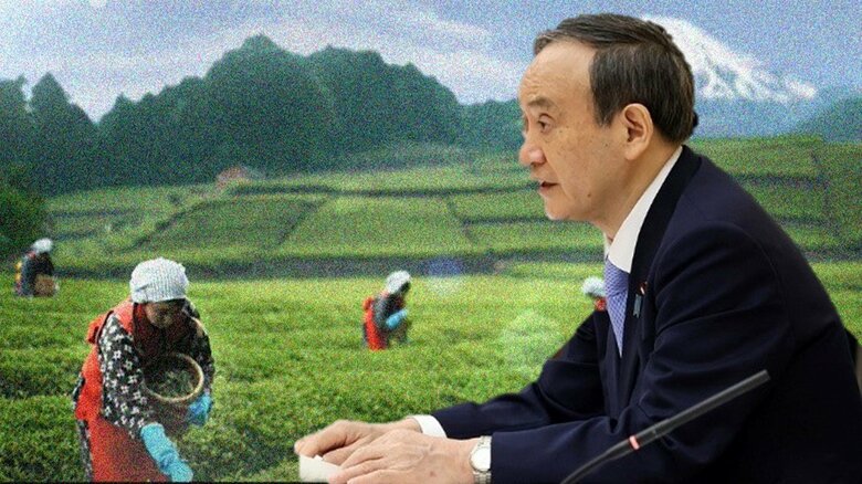 中国が緑茶の国際規格を“乗っ取り”？コロナ禍で試される日本の農産品輸出戦略｜FNNプライムオンライン