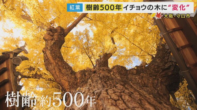 “水を吸い上げる音が聞こえる”逸話も　歴史を見守ってきた樹齢500年のイチョウ　今はインバウンド客も訪れる隠れた名所に｜FNNプライムオンライン