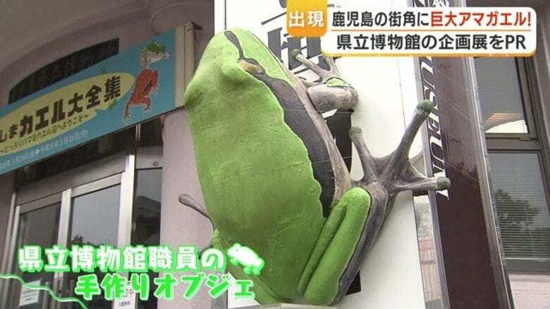 巨大アマガエル1m出現　「かわいい」と話題、鹿児島県立博物館の手作りオブジェで企画展PR｜FNNプライムオンライン