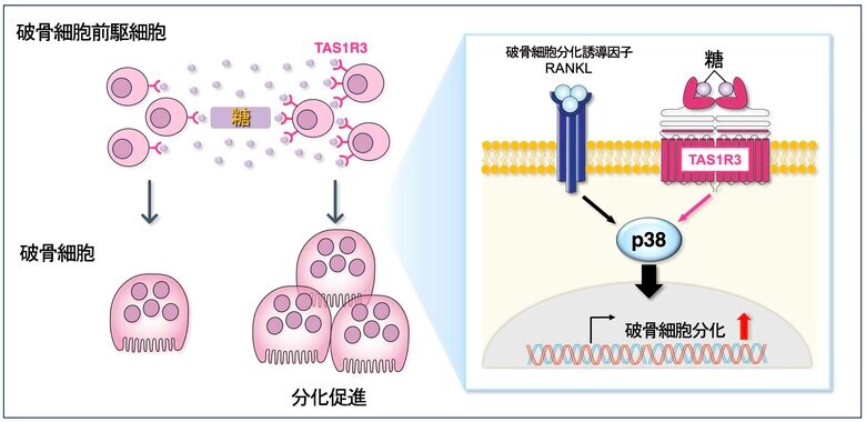 骨が味を感じるメカニズムを解明 ~ 味覚受容体が口腔外に存在する神秘に迫る ~