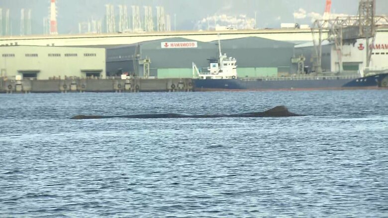 巨大クジラ“淀ちゃん”今朝も確認　大阪・淀川に弱って流された可能性も…｜FNNプライムオンライン