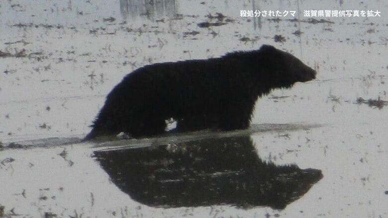 クマに襲われ60歳女性重傷　女性はネコの散歩中　猟友会が田んぼで発見し殺処分　JR長浜駅から約2キロの住宅街｜FNNプライムオンライン