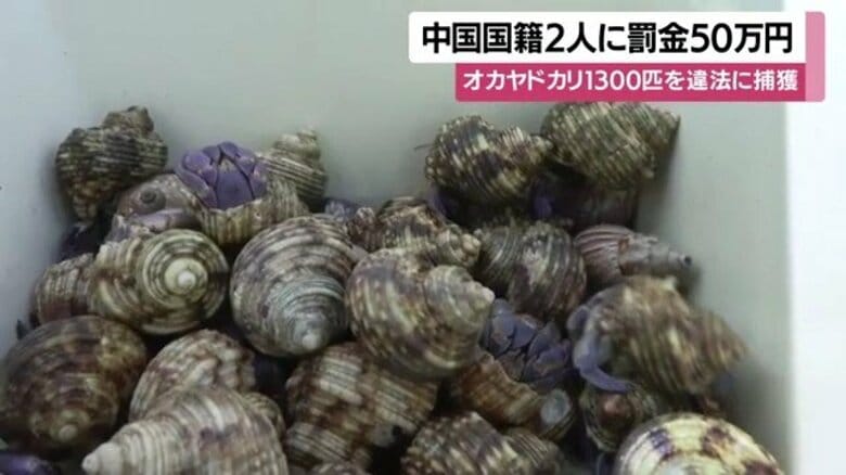 天然記念物オカヤドカリ1333匹を密漁 中国籍の男2人に罰金50万円 「組織的で悪質」と裁判官|FNNプライムオンライン