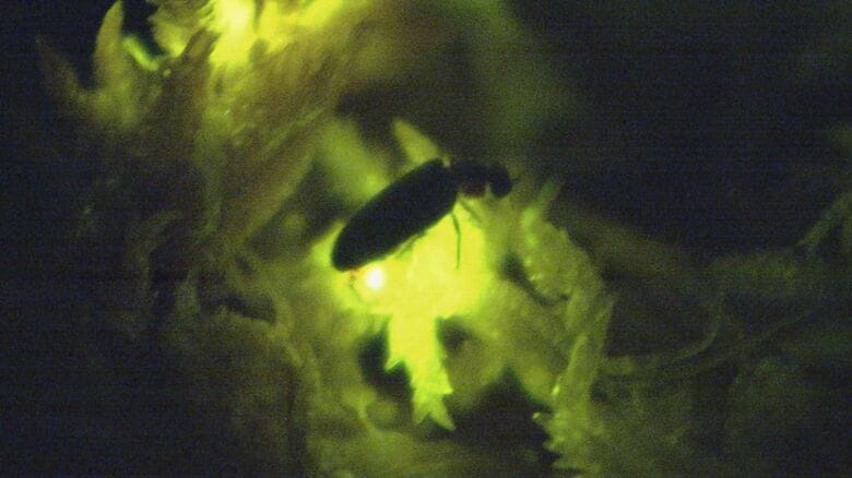 ヘイケボタルの発光も観察可能…“光を発する生き物”の生態を紹介する特別展 名古屋大学博物館で10/18まで｜FNNプライムオンライン
