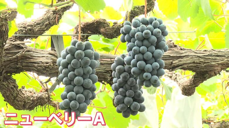 「濃厚！強い甘み！程よい酸味！」広島・三次市でブドウ『ニューベリーＡ』収穫　天候に恵まれ、出来上々！｜FNNプライムオンライン