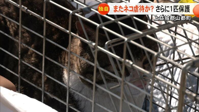 【続報】熊本・山都町でやけどを負い毛を切られたネコが見つかる　１カ月以内に同様の被害のネコが3匹に【熊本発】｜FNNプライムオンライン